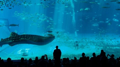 Whale sharks swimming. Stock Footage 115354501