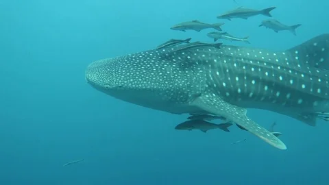 Whale sharks swims by Stock Footage 80848401
