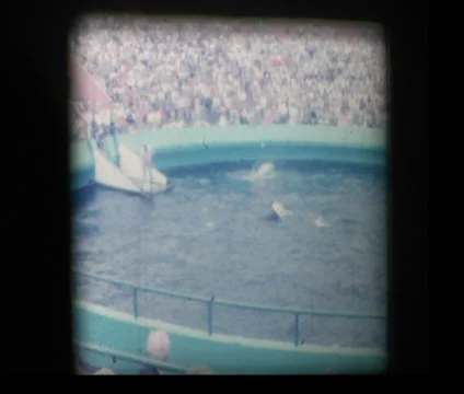 Whale show at aquarium Stock Footage 33867554