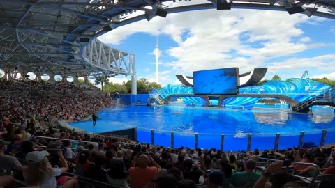 Whale showtime Stock Footage 162871409