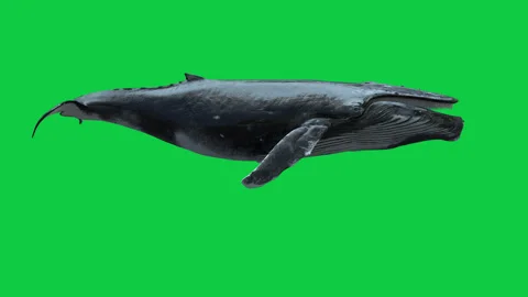 Whale side Greenscreen new version 库存影片 244566712