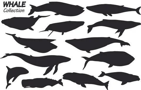 Whale silhouettes 스톡 일러스트