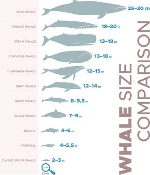 Whale size Stock Illustration