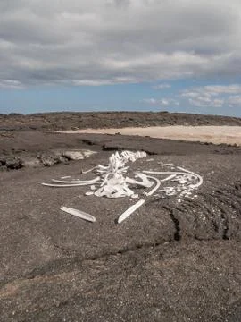 Whale Skeleton Stock Photos