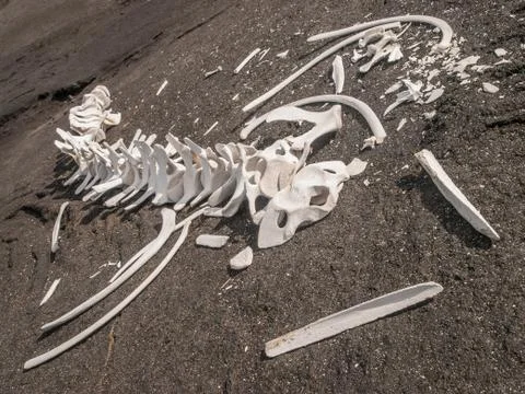 Whale Skeleton Stock Photos