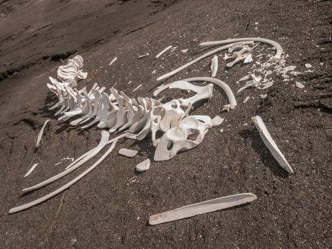 Whale Skeleton Stock Photos