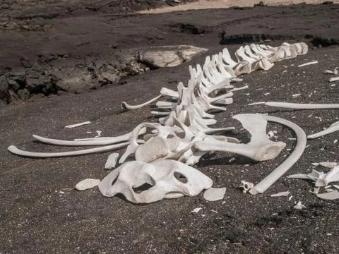Whale Skeleton Stock Photos
