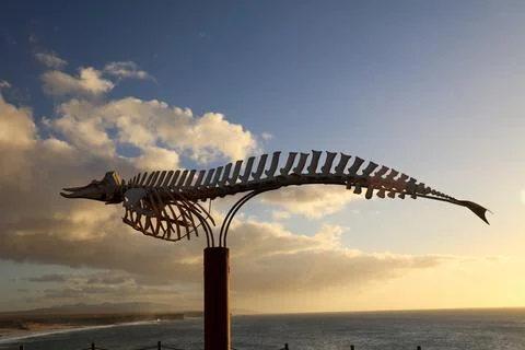 Whale skeleton at the sunset Stock Photos