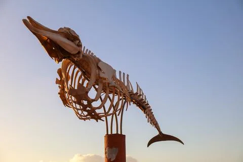 Whale skeleton at the sunset Stock Photos