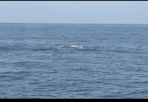 Whale sounding 스톡 동영상 2923647