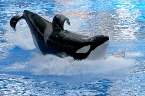 Whale splash Stock Photos