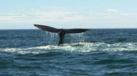 Whale splashing with his tail Stock Footage
