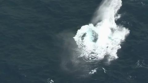Whale splashing its tail fin Aerial Stock Footage 54603736