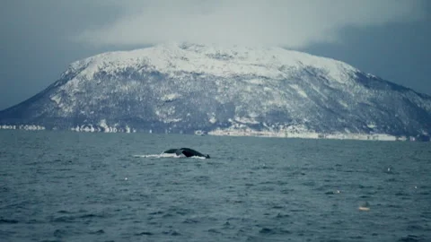Whale spotting safari, boating excursion, artic coastline location Stock Footage 296737601