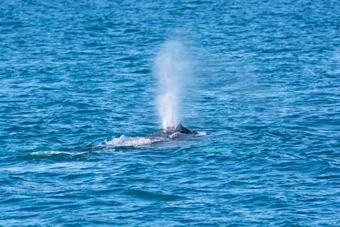 Whale Spouting in the Ocean 스톡 사진