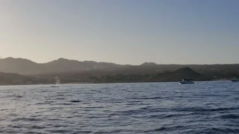 Whale Sprouting Vidéo 218272336