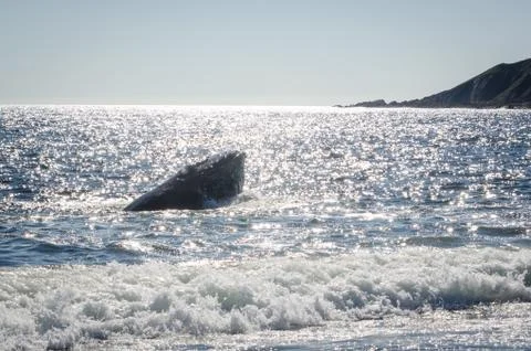 Whale in St. Vincent's-St. Stephen's-Peter's River Stock Photos