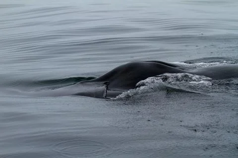 Whale Surface in Arctic Waters Stock Photos