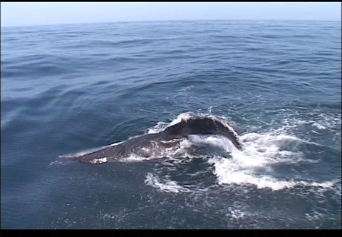 Whale on surface 스톡 동영상 2923671