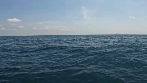 A whale on the surface of the water. the whale emerges from the water. Stock Footage 277683257
