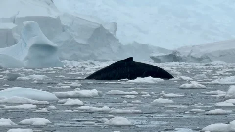 Whale Surfaces Twice Among Floating Ice During Rain in Antarctica Stock Footage 339223441