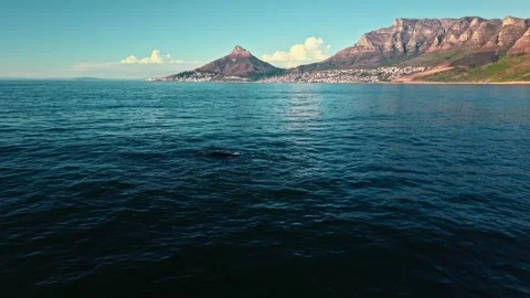 Whale surfacing beneath Table Mountain, cinematic aerial, Cape Town Stock Footage 342395015