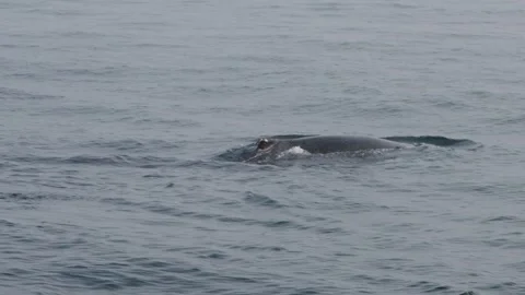 Whale surfacing in calm ocean, showing dorsal fin and surrounding water ripples Video stock 302991754