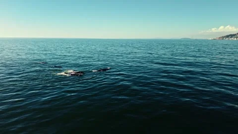 Whale surfacing, Cape Peninsula coastline, cinematic aerial Stock Footage 341940276