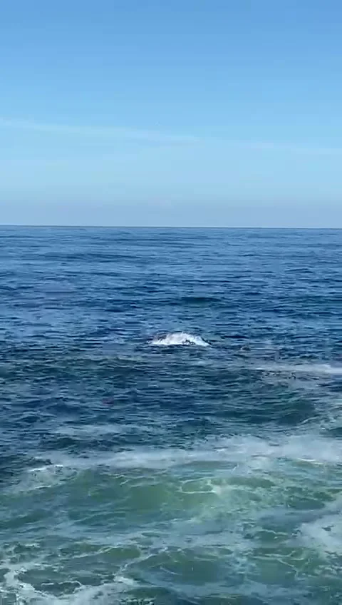 Whale surfacing on the coast of Oregon Video stock 304402367