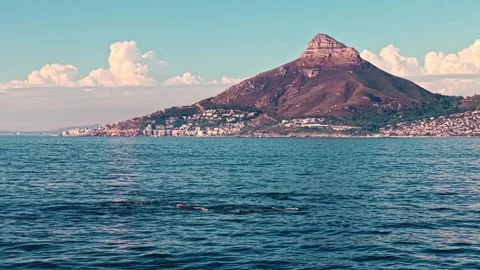Whale surfacing under Lion's Head, cinematic aerial, Cape Town Stock Footage 341939379