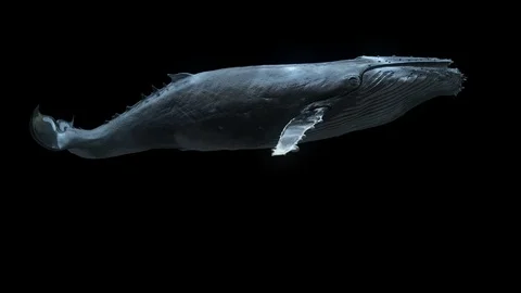 Whale Swim Loop 库存影片 100841089