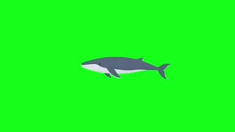 Whale swimming, 2D vector animation, green screen Stock Footage 339596382