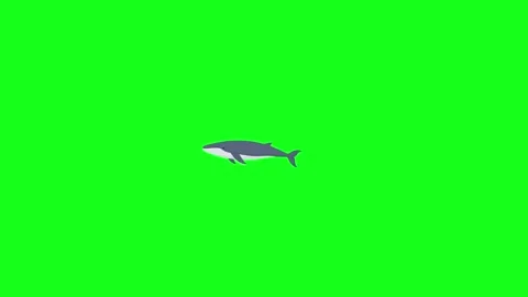 Whale swimming, 2D vector animation, green screen Stock Footage 339596383