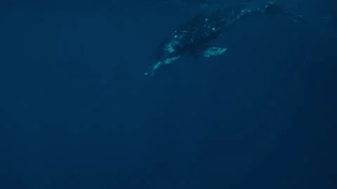 Whale Swimming Deeper With Diffused Outlines Video stock 322223465
