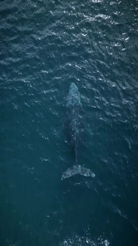 Whale swimming Video stock 277010693
