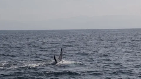 Whale swimming in the ocean Video stock 84776514