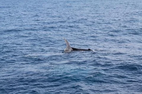 A whale is swimming in the ocean with its tail flapping Stock Photos