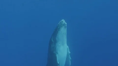 Whale swimming in the South Pacific Stock Footage
