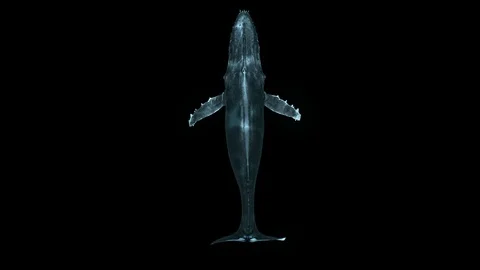 Whale Swimming Topview 库存影片 108575713