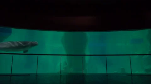A whale swims in a tank in an aquarium. Stock Footage 41592853