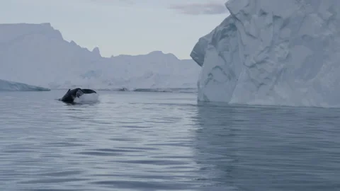 Whale Tail and Icebergs Stock Footage 292941003