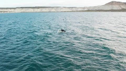 Whale tail coming out of the water. 動画素材 262572444