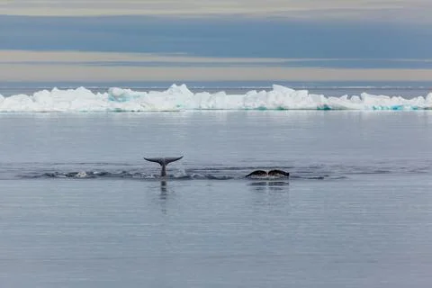 Whale Tail Emerging from Arctic Waters Near Iceberg Stock Photos