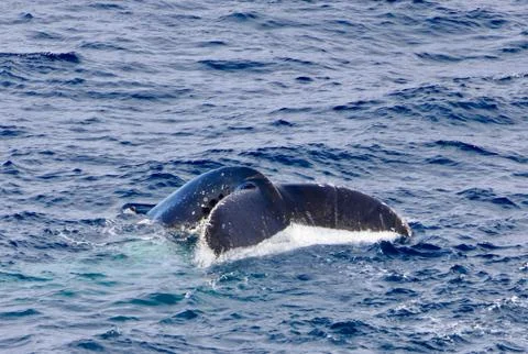 Whale tail fin surfacing in blue antarctic sea, Antarctica Stock Photos