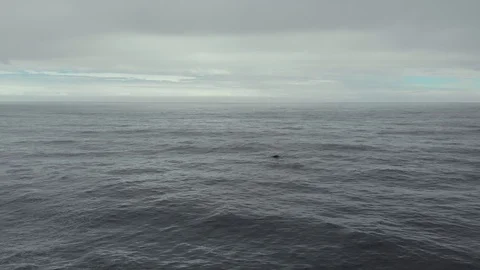Whale Tail Stock-Footage 108070337