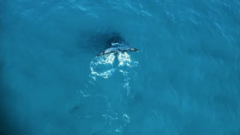 Whale tail Stock Footage 283337674