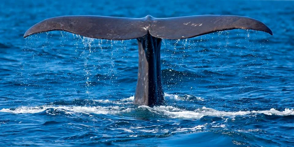 Whale tail Stock Photos