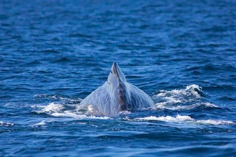 Whale tail Stock Photos