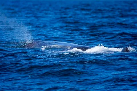 Whale tail Stock Photos