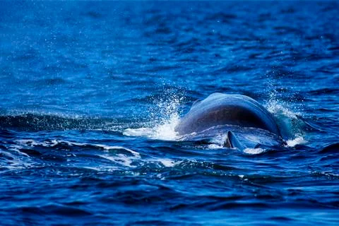 Whale tail Stock Photos